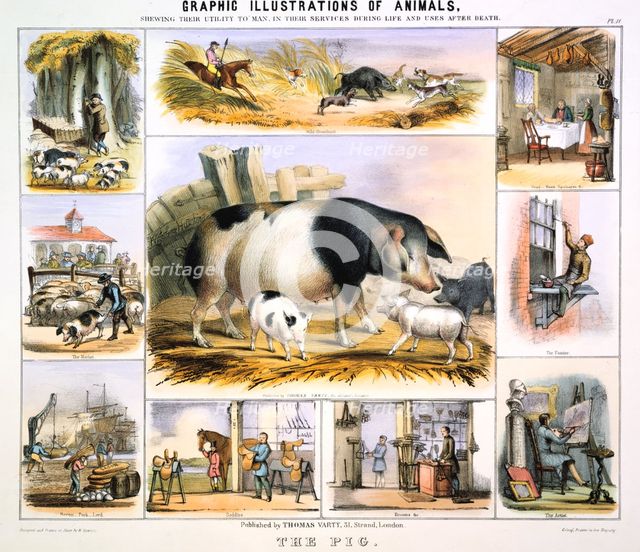 'The Pig', c1850. Creator: Benjamin Waterhouse Hawkins.