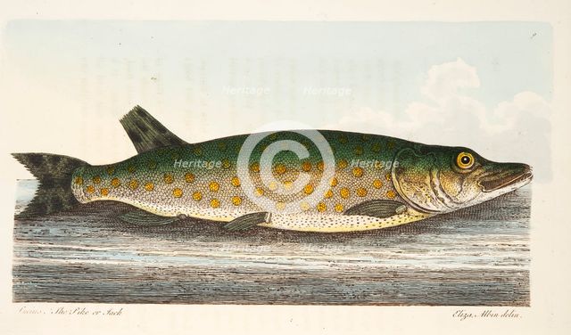 The Pike, from A Treatise on Fish and Fish-ponds, pub. 1832 (hand coloured engraving)