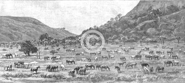 ''The Pioneer Corps of the British South Africa Co's Forces on their way to Mashonaland; The Camp on Creator: Unknown.