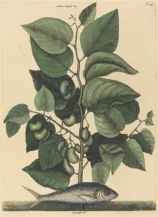 The Pilchard (Argentina carolina), published 1731-1743. Creator: Mark Catesby