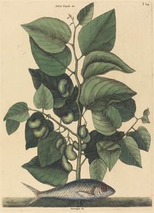 The Pilchard (Argentina carolina), published 1731-1743. Creator: Mark Catesby