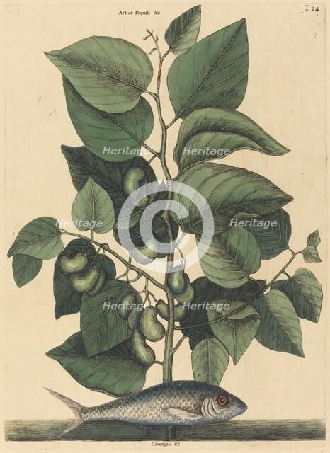 The Pilchard (Argentina carolina), published 1731-1743. Creator: Mark Catesby.