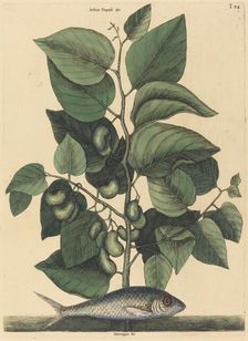 The Pilchard (Argentina carolina), published 1731-1743. Creator: Mark Catesby