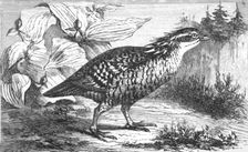 The Pinnated Grouse (Tetrao cupido); A Flying Visit to Florida 1875. Creator: Thomas Mayne Reid