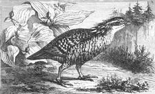 The Pinnated Grouse (Tetrao cupido); A Flying Visit to Florida 1875. Creator: Thomas Mayne Reid