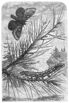 The Pine Bombyx, from "The Universe", 1870. Creator: Mesnel