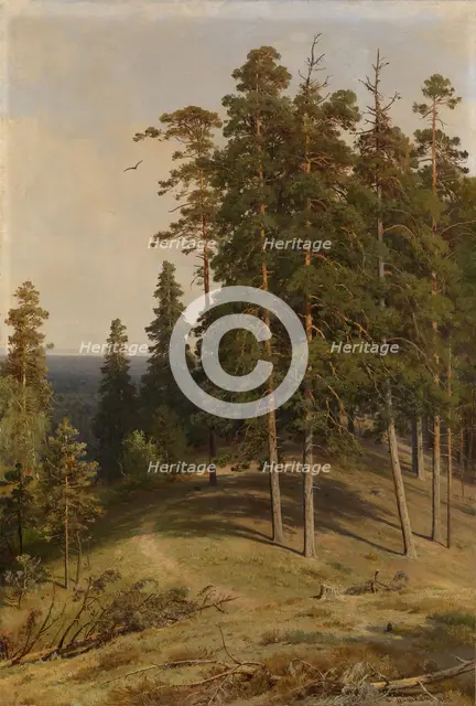 The Pine Forest, 1895. Artist: Shishkin, Ivan Ivanovich (1832-1898)