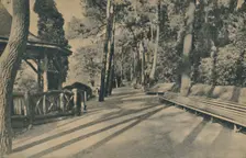 The Pine Walk 1929