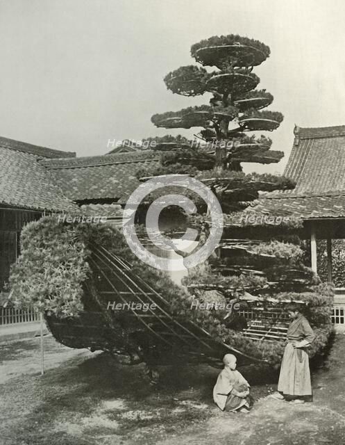 'The Pine-Tree Junk at Kinkakuji', 1910. Creator: Herbert Ponting.