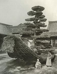 The Pine-Tree Junk at Kinkakuji 1910. Creator: Herbert Ponting
