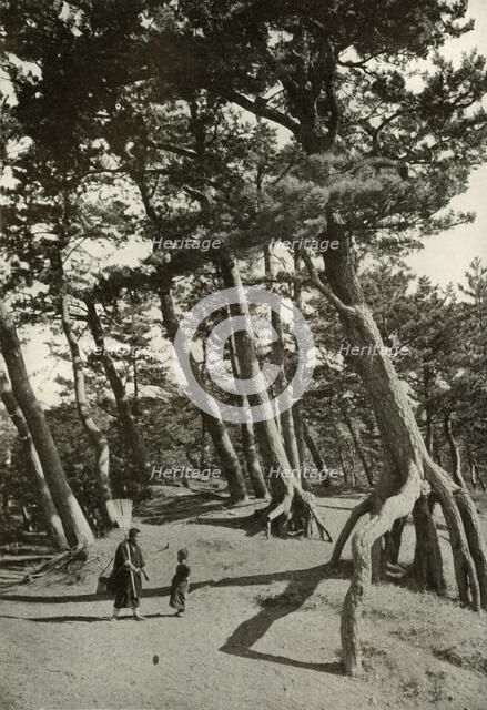 'The Pines of Shizu-Ura', 1910. Creator: Herbert Ponting.