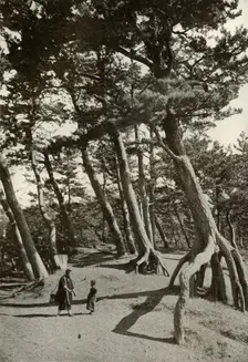 The Pines of Shizu-Ura 1910. Creator: Herbert Ponting