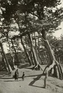 The Pines of Shizu-Ura 1910. Creator: Herbert Ponting