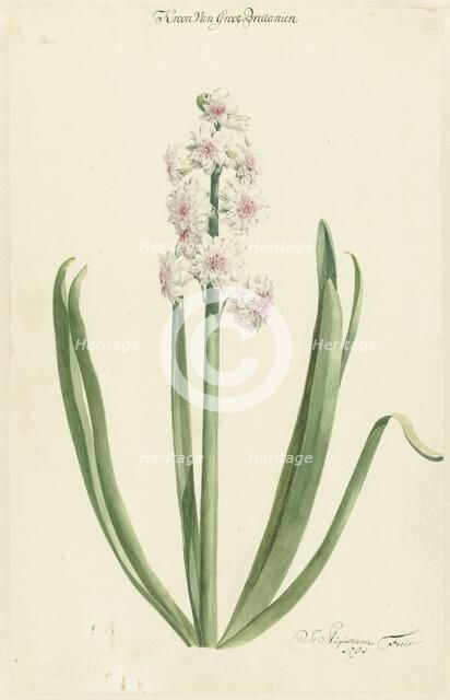 The pinkish white hyacinth Crown of Great Britain, 1751. Creator: Jan Augustini.
