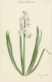 The pinkish white hyacinth Crown of Great Britain, 1751. Creator: Jan Augustini