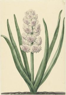 The pinkish white hyacinth State General, 1734. Creator: Abraham Hendrik Van Beesten