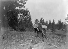 The piyake gatherer, c1910. Creator: Edward Sheriff Curtis