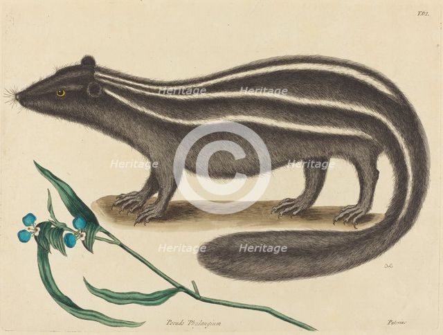 The Pole Cat (Viverra putorius), published 1731-1743. Creator: Mark Catesby.