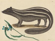 The Pole Cat (Viverra putorius), published 1731-1743. Creator: Mark Catesby