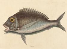 The Porgy (Sparus chrysops), published 1754. Creator: Mark Catesby