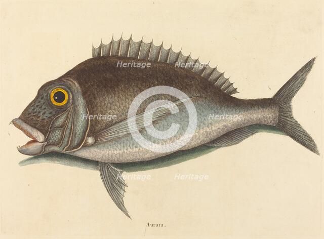 The Porgy (Sparus chrysops), published 1754. Creator: Mark Catesby.