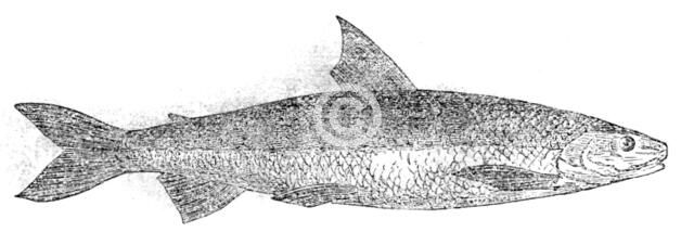 The Powan, 1862.  Creator: Unknown.