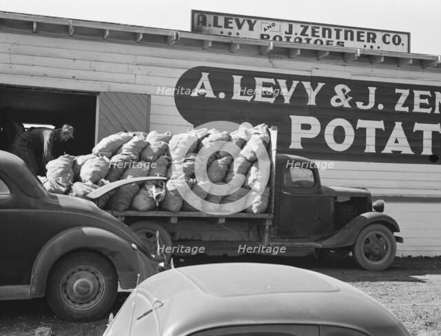 The potato shed during busy season, Tulelake, Siskiyou County, California, 1939. Creator: Dorothea Lange.