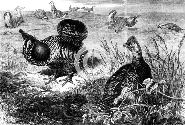 The Prairie Grouse in the Zoological Society's Gardens, Regent's Park, 1862. Creator: Unknown.