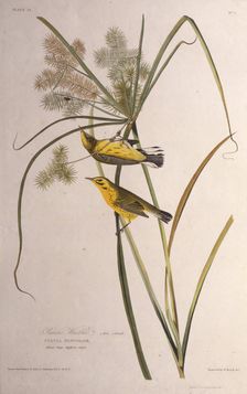 The prairie warbler. From "The Birds of America", 1827-1838. Creator: Audubon, John James (1785-1851)