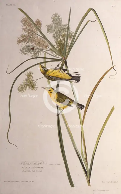 The prairie warbler. From "The Birds of America", 1827-1838. Creator: Audubon, John James (1785-1851).