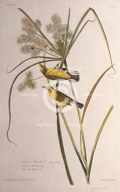 The prairie warbler. From "The Birds of America", 1827-1838. Creator: Audubon, John James (1785-1851).