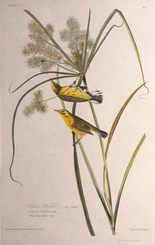 The prairie warbler. From "The Birds of America", 1827-1838. Creator: Audubon, John James (1785-1851)