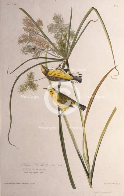 The prairie warbler. From "The Birds of America", 1827-1838. Creator: Audubon, John James (1785-1851).