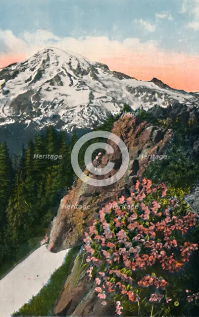 'The Primrose on Mount Rainier', c1916. Artist: Asahel Curtis.
