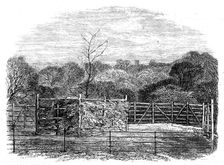"The Prince Consort's Oak", planted by Her Majesty in the Flemish farm, near Windsor..., 1862. Creator: Unknown