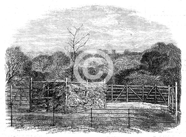 "The Prince Consort's Oak", planted by Her Majesty in the Flemish farm, near Windsor..., 1862. Creator: Unknown.