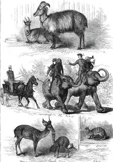 The Prince of Wales's Animals from India, 1876. Creator: J. G.