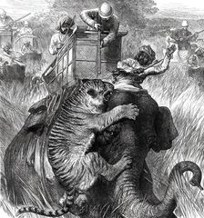 The Prince of Wales in the Nepaul Terai: Colonel Sir Arthur Ellis...with a Tiger...1876. Creator: Unknown