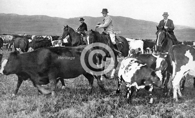 The Prince of Wales rounding up cattle in Alberta, Canada, c1930s. Artist: Unknown