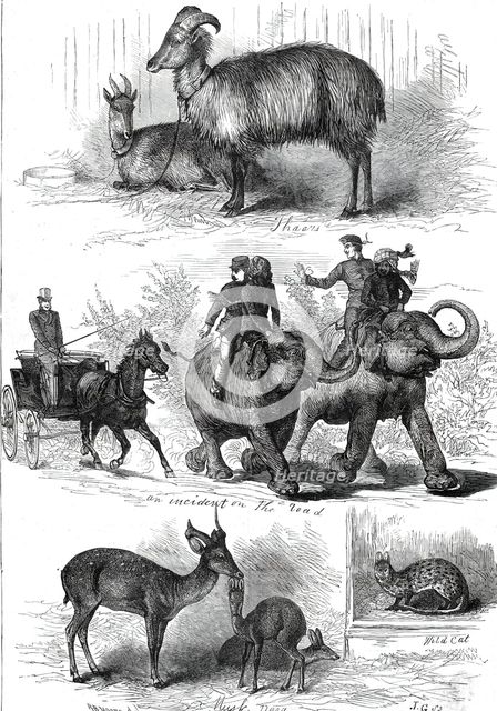 The Prince of Wales's Animals from India, 1876. Creator: J. G..