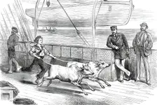 The Prince's Voyage Home from India: life on board the Serapis: exercising the "Gainees"...1876. Creator: Unknown