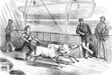 The Prince's Voyage Home from India: life on board the Serapis: exercising the "Gainees"...1876. Creator: Unknown