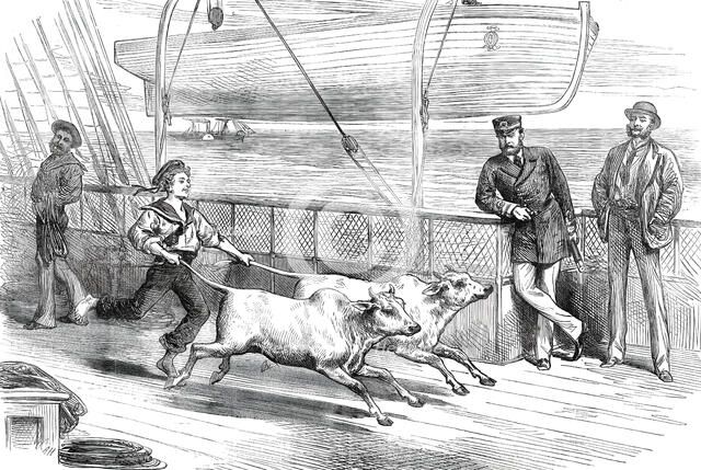 The Prince's Voyage Home from India: life on board the Serapis: exercising the "Gainees"...1876. Creator: Unknown.