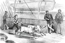 The Prince's Voyage Home from India: life on board the Serapis: exercising the "Gainees"...1876. Creator: Unknown