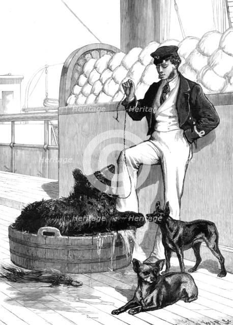The Prince's Voyage Home from India...Himalayan Black Bear and tailless dog...1876. Creator: W. J. P..