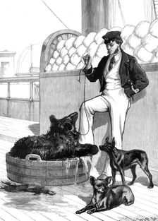 The Prince's Voyage Home from India...Himalayan Black Bear and tailless dog...1876. Creator: W. J. P.