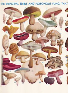 The Principal Edible and Poisonous Fungi In The British Isles 1935