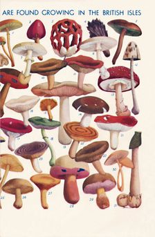 The Principal Edible and Poisonous Fungi In The British Isles 1935