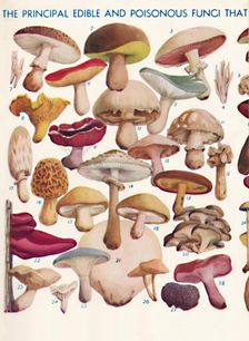 The Principal Edible and Poisonous Fungi In The British Isles 1935
