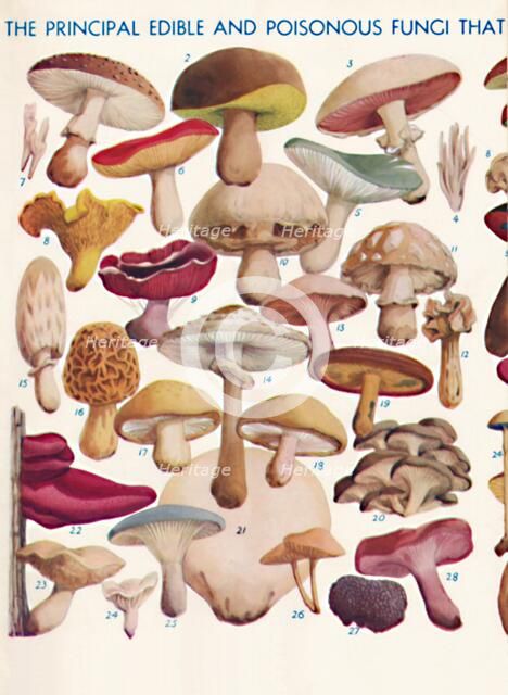 'The Principal Edible and Poisonous Fungi In The British Isles', 1935. Artist: Unknown.